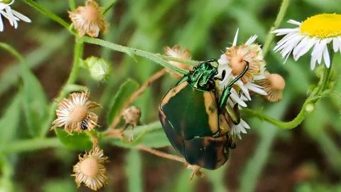 June-beetle-on-a-flower Stock-Fotos