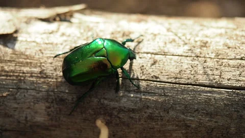 June beetle insect on the tree trunk in HD VIDEO Stock Footage 130794326