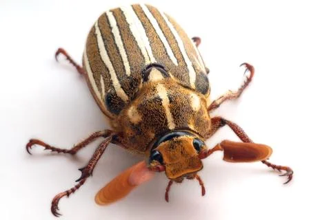 June beetle Stock Photos