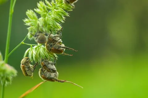 June beetles mating in the spring Stock Photos
