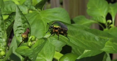 June Bug Beetle on Green Leaf Stock Footage 157165722