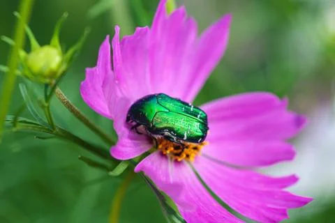 June bug (Cotinis nitida ) on pink cosmos flower Stock-Fotos