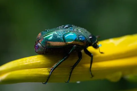 June Bug Covered With Dew Foto stock