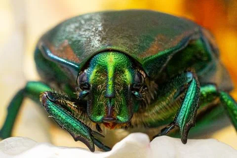 June Bug Extreme Close Up Macro 스톡 사진