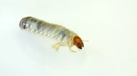 June Bug Video stock 10897519
