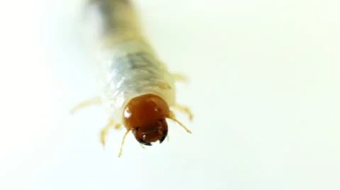 June Bug Video stock 10897540