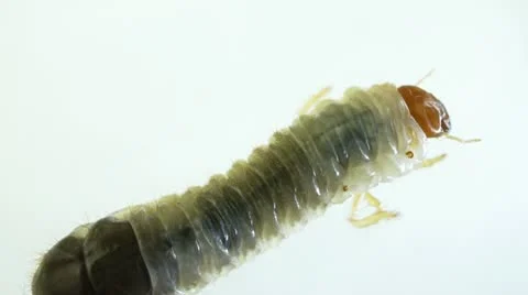 June Bug Video stock 10897558