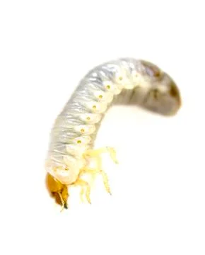 June bug larvae Stock Photos