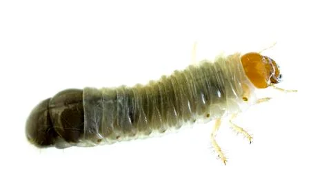 June bug larvae Stock Photos