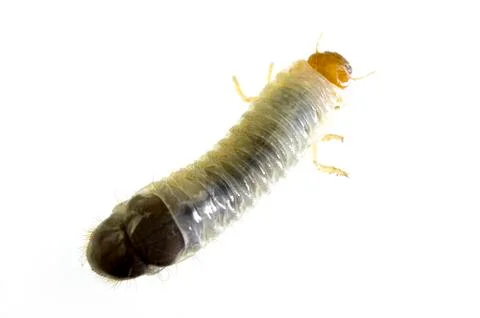 June bug larvae Stock Photos