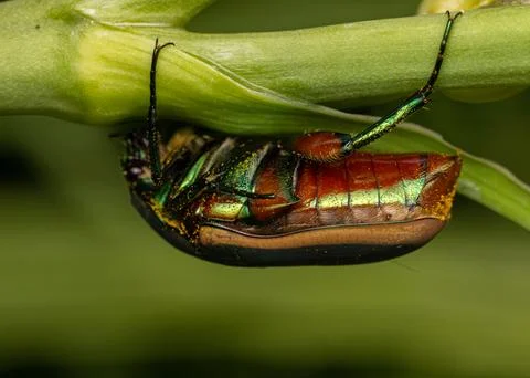 June Bug Macro Stock Photos