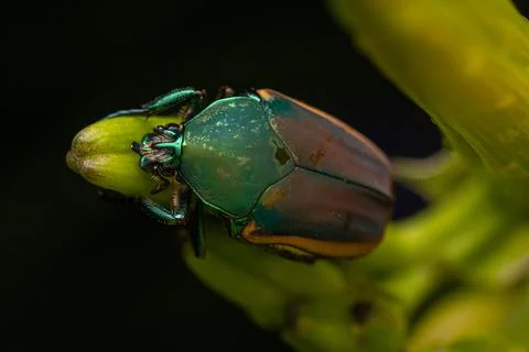 June Bug Macro Stock Photos