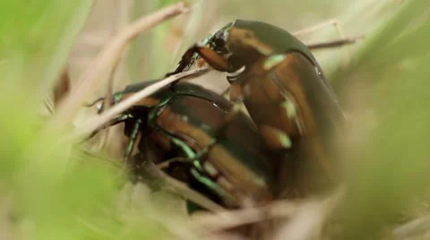 June Bug Mating Cut Stock Footage 1061001