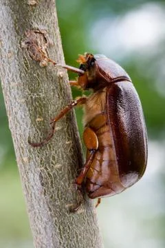 June Bug Stock Photos
