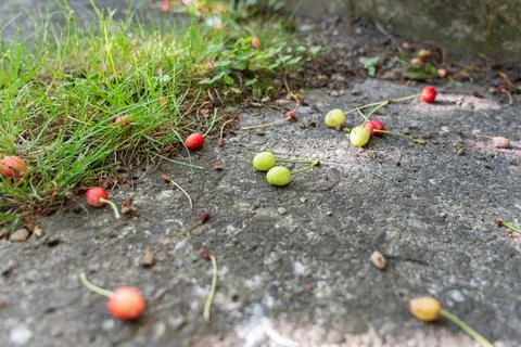 June fruit fall of cherries. Stock Photos