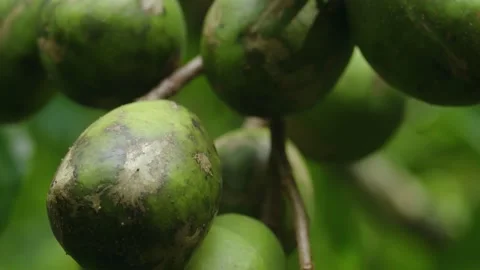 June plum Video stock 288237066