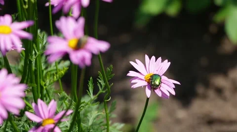 Junebug on a flower Stock Footage 51672424