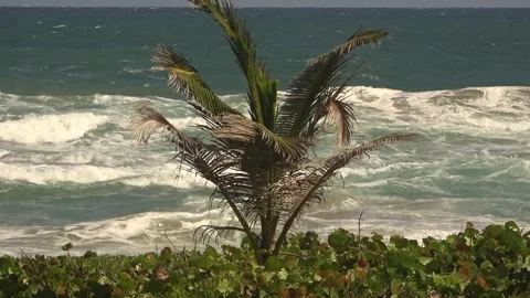 Junge Palme im Wind vor stürmischer Meeresbrandung Video stock 333295000