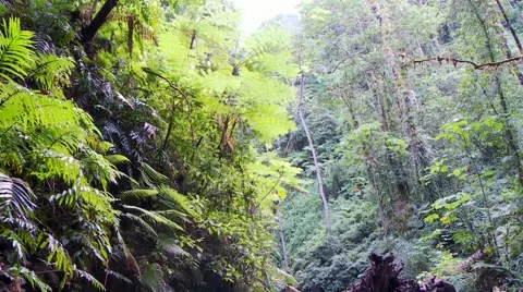 Jungel river with up ruted tree Video stock 56585938