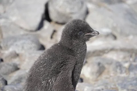 Junger Adeli Pinguin, Insel Paulet, Antarktis Adeli Penguins, Paulet Islan... Stock Photos