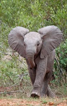  Junger Elefant im Kruger Nationalpark Südafrika; young african elephant s.. Stock Photos