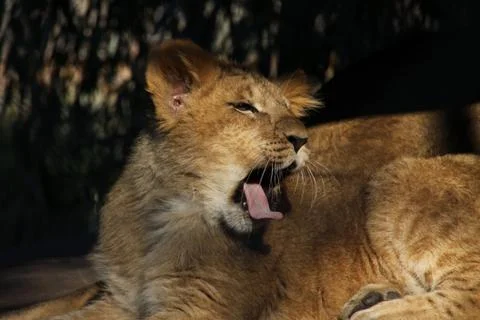 Junger Löwe Stock Photos