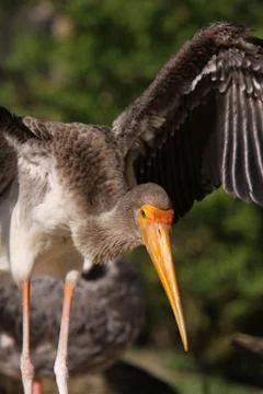 Junger Nimmersatt Stock Photos