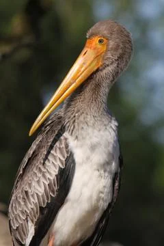 Junger Nimmersatt Stock Photos