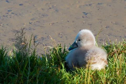 Junger Schwan an einem See junger Schwan an einem See im Müritz-Nationalpa.. Fotos Stock