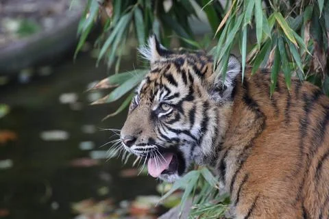 Junger tiger junger tiger Copyright: xZoonar.com/TillxvonxAux 203890  Stock Photos