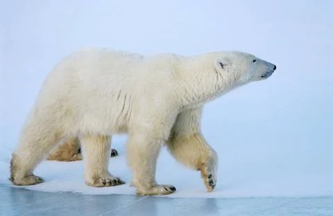 JungerEisbär, Polarbär, (Ursus maritimus), Hudson Bay, Kanada McPSBA *** Y. Stock Photos