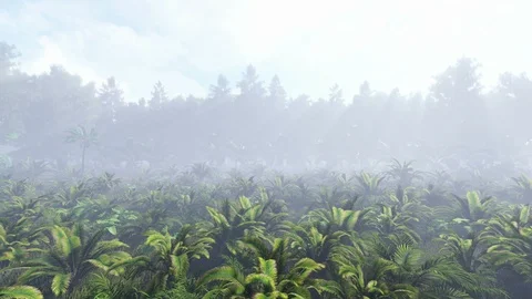 Jungle 04 4K Stock Footage 107079252