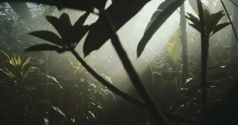 Jungle 1 Stock Footage 91898075