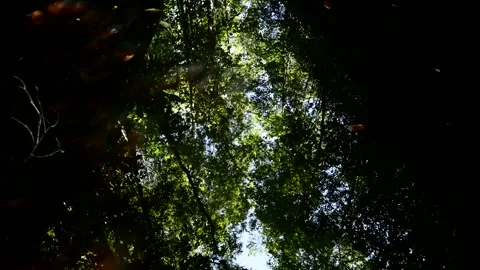 Jungle 1 Stock Footage 158836024