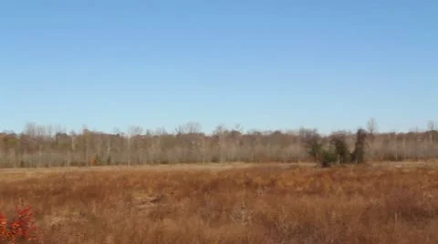 Jungle 2 Vidéo 10562004