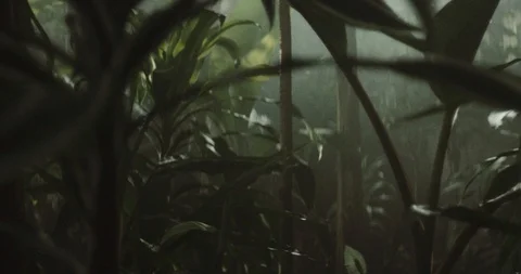 Jungle 2 Stock Footage 91898106