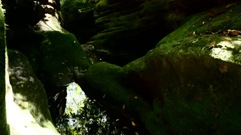 Jungle 2 Stock Footage 158835706