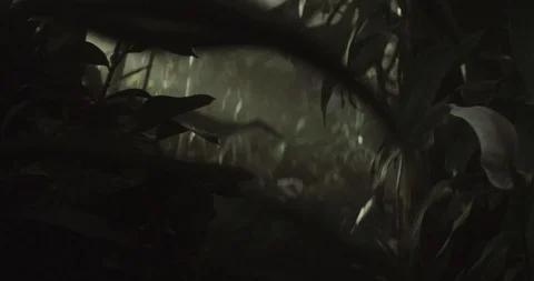 Jungle 3 Stock Footage 91898127