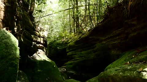 Jungle 3 Stock Footage 158835649