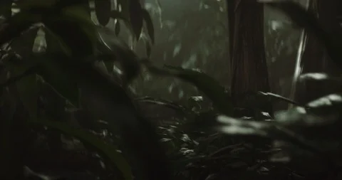 Jungle 4 Stock Footage 91898134