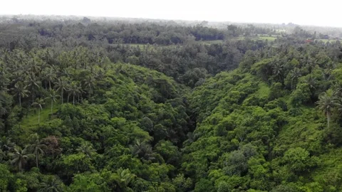 Jungle 4K Drone 2 Stock Footage 198880648