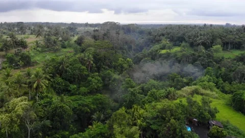 Jungle 4K Drone 3 Stock Footage 198880778