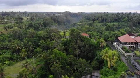 Jungle 4K Drone 5 Stock Footage 198880717