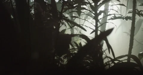  Jungle 5 Stock Footage 91898187