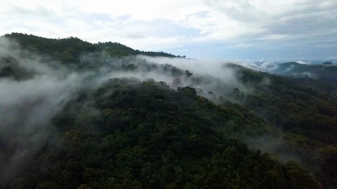 Jungle Aerial View Stock Footage 120550092