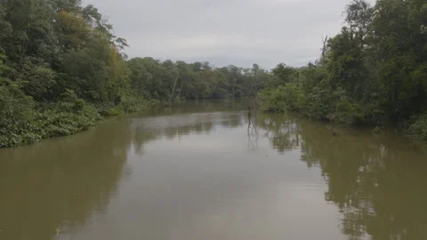 Jungle from the air Stock Footage 157598905