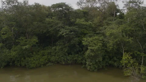 Jungle from the air Stock Footage 157627736