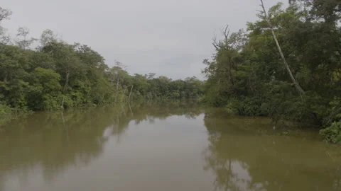 Jungle from the air Stock Footage 157631281