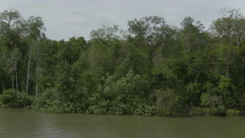 Jungle from the air Stock Footage 157633069