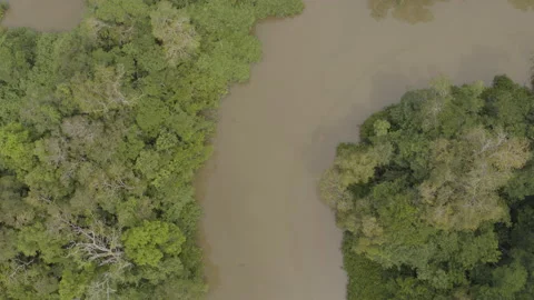 Jungle from the air Stock Footage 157638156